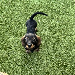 Bert - Wild boar male Dachshund puppy in Meggett, South Carolina from Notori Dobermans