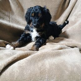 Bernedoodle Puppies from Prairie rose doodles