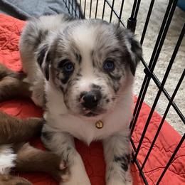 Australian Shepherd Puppies from Kent island Aussies