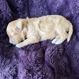 Girl 2 - Apricot female Cavapoo puppy in Nampa,, Idaho from Clig Doodle Days