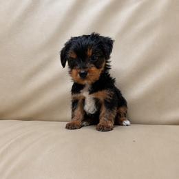 Eden - Black and tan male Yorkshire Terrier puppy in Navarre, Florida from KAYY services