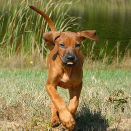 Rhodesian Ridgeback Puppies from Bold Move Rhodesian Ridgebacks