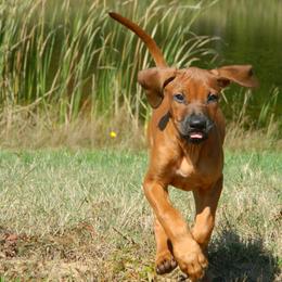 Rhodesian Ridgeback Puppies from Bold Move Rhodesian Ridgebacks