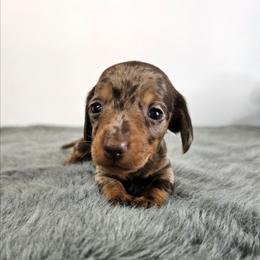 TINY Chocolate and tan dapple female - Dapple female Dachshund puppy in Belle Rive, Illinois from Akin's Miniature Dachshunds, LLC