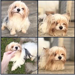 Kobi Doby - Parti male Yorkshire Terrier puppy in Hope, Indiana from DJ Yorkies