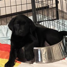 Jingle - Labrador Retriever puppy from Long Valley Labradors