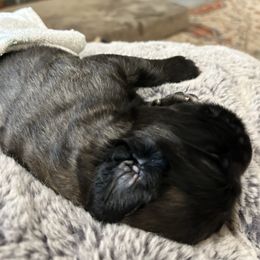 Leonberger Puppies from Desert Magick Leonbergers