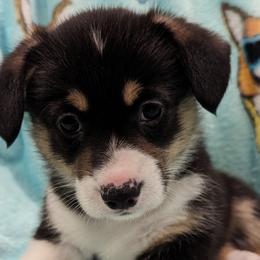 Boy 1 - Pembroke Welsh Corgi puppy in Virginia Beach, Virginia from Virginia Beach Corgis