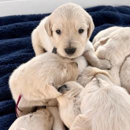Male 6 - Light golden male Golden Retriever puppy in Rainier, Washington from Hanson’s NW Goldens & Doodles