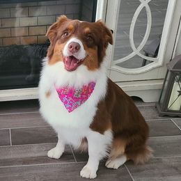 Nym - Australian Shepherd