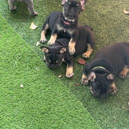 French Bulldog Puppies from Jolie Frenchies