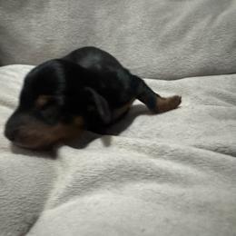 Girl 1 - Black and tan female Dachshund puppy in Afton, Oklahoma from C5 Doodles