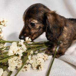 Marino (dark brindle) blue eyes - Brindle male Dachshund puppy in Sebring, Florida from Mini Weenies