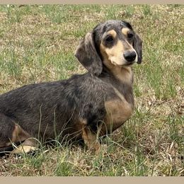 Mousy - Dachshund