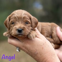 Angel - Red  female Goldendoodle puppy in Newnan, Georgia from Wagging Tailz Pups