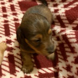 Otis - Wild boar male Dachshund puppy in Edinburg, Virginia from Hunter Lane Dachshunds