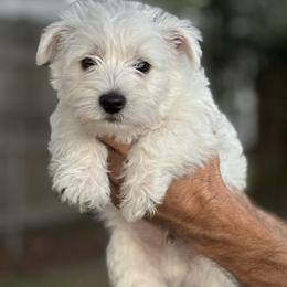 Anakin - White male West Highland White Terrier puppy in New Orleans, Louisiana from Amazing Grace Westies