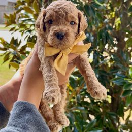 Steeler - Red  male Goldendoodle puppy in Richmond, Texas from Harper’s Heartbeats