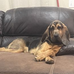 Boy 4 - Black and tan Bloodhound puppy in Vanderpool, Texas from Kiwi Hunting Services