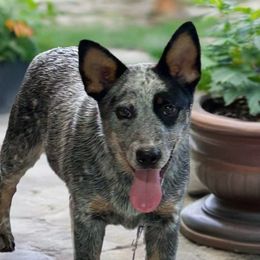 Strait - Australian Cattle Dog