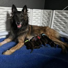 Belgian Tervuren Puppies from Moonlight Tervuren