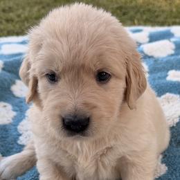 Netherland - Orange collar - Golden female Golden Retriever puppy in Meriden, Kansas from Sunkissed Retrievers