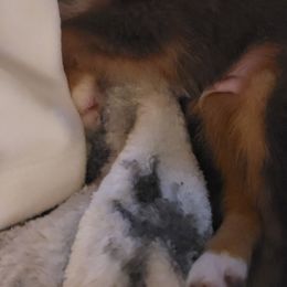 Australian Shepherd All Grown Up from Josh Courville