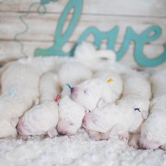 Border Collie and Maremma Sheepdog Puppies from 2J 2K Border Collies & Maremma Sheepdogs