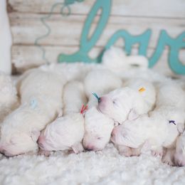 Border Collie and Maremma Sheepdog Puppies from 2J 2K Border Collies & Maremma Sheepdogs