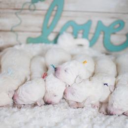 Border Collie and Maremma Sheepdog Puppies from 2J 2K Border Collies & Maremma Sheepdogs