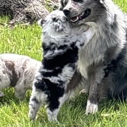 Australian Shepherd Puppies from Storm and Sage Australian Shepherds