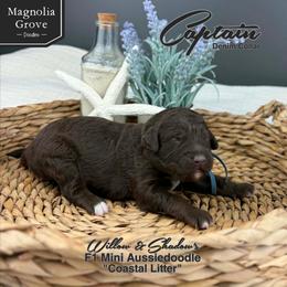 Captain - Denim - Brown and white male Aussiedoodle puppy in Oxford, Alabama from Magnolia Grove Doodles