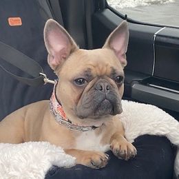 Chanel - French Bulldog