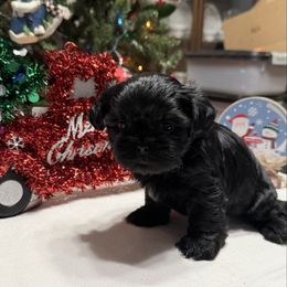 Waylon - Black male Shih Tzu puppy in Boiling Springs, South Carolina from Sherry Whiteside's Shih Tzus