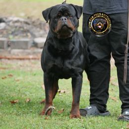Lucky - Rottweiler