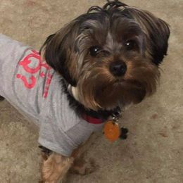 Yorkshire Terriers from Harmony Grace Yorkies LLC