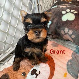 Grant - Black and tan male Yorkshire Terrier puppy in Ashland, Kentucky from Yorkie Paw