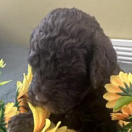 Felix - Chocolate male Goldendoodle puppy in Waynesboro, Virginia from Forest Creek Kennel