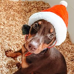 Purple - Red and rust female Doberman Pinscher puppy in Vallejo, California from World of Dobies