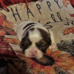 Boy 2      1900.00 - Tricolor male Shih Tzu puppy in Wooster, Ohio from Mending Hearts Shih Tzu's