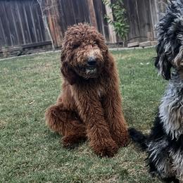 Goldendoodles and Poodles from Bonadelle Doodles