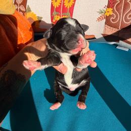 Puppy 4 - Black & white male Miniature Australian Shepherd puppy in Colorado Springs, Colorado from Fuzy Butts Mini & Toy Aussies