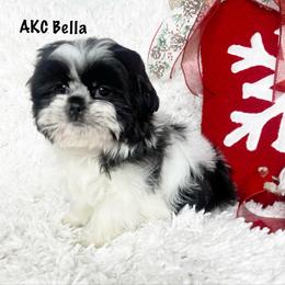 AKC Little Bella - Black and white female Shih Tzu puppy in Greenville, South Carolina from Babyface Shih Tzu