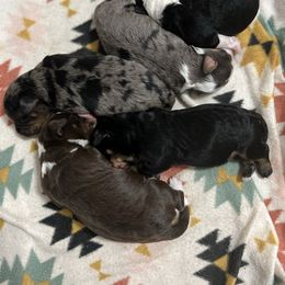 Bernedoodle puppies from Dreamer Ridge Puppies