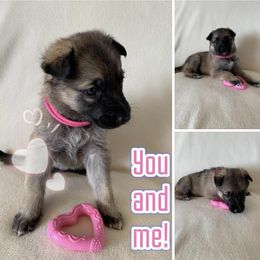 German Shepherd Puppies from Devon Rugerio's German Shepherds