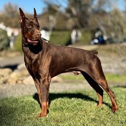 Doberman Pinscher puppies from Living Hope Dobies and Doxies