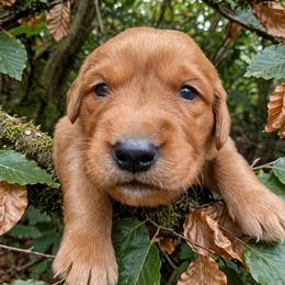 Beech - Dark golden female Golden Retriever puppy in Wendell, Minnesota from Floden Farm Golden Retrievers