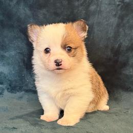 Bumble Bee - Sable female Pembroke Welsh Corgi puppy in Arcanum, Ohio from Weissway Corgis