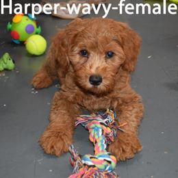 Harper - Apricot female Goldendoodle puppy in Jasper, Indiana from Hilltop Pups LLC