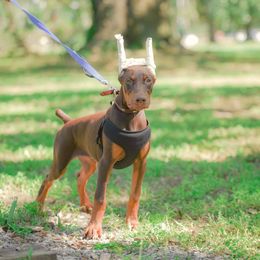 Doberman Pinscher Puppies from Franklin Dobermans